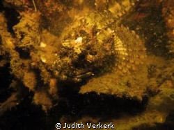 little scorpion fish, Zeeland. Scharendijke The Netherlands by Judith Verkerk 